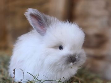 Fluffy white bunny with gray-tipped ears sitting on hay.