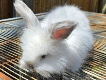 Fluffy white rabbit resting on a wire surface.