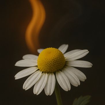 chamomile candle calm healing soft light gentle aroma soothing energy spiritual balance quiet flame