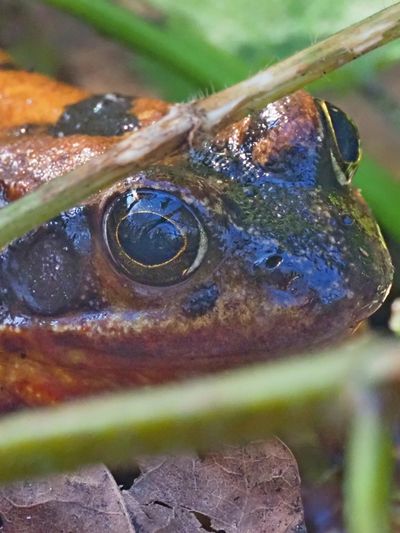 Close-up of a frog's eye with detailed textures and colors.