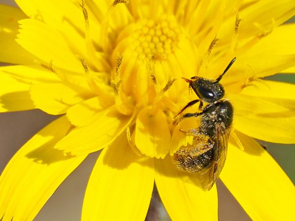 A bee covered in pollen on a bright yellow flower.
