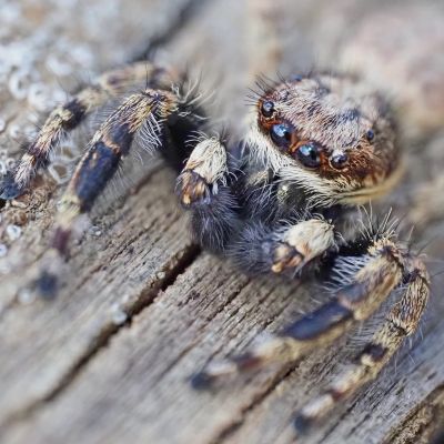Close-up of a hairy jumping spider on textured wood.