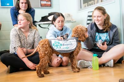 FAQ'S | Therapy and Support Dogs