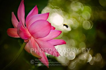 A bumble bee in mid flight toward a pink lilly higlighted by beautiful background light bokeh.