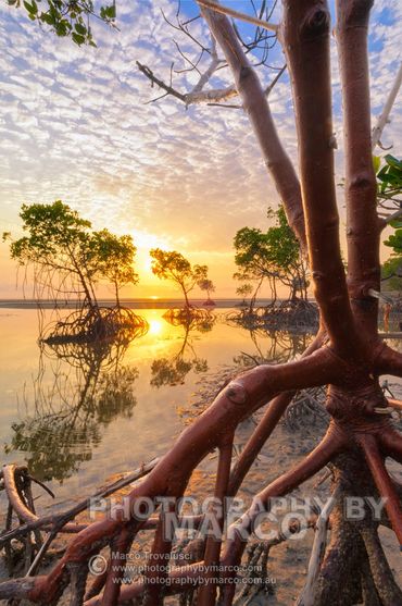 Sun rises between the red mangroves at low tide at Yule Point near Cairns.