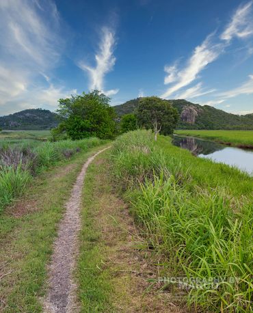 Lush tropical wetland landscape at Townsville's Palleranda Nature Reserve.