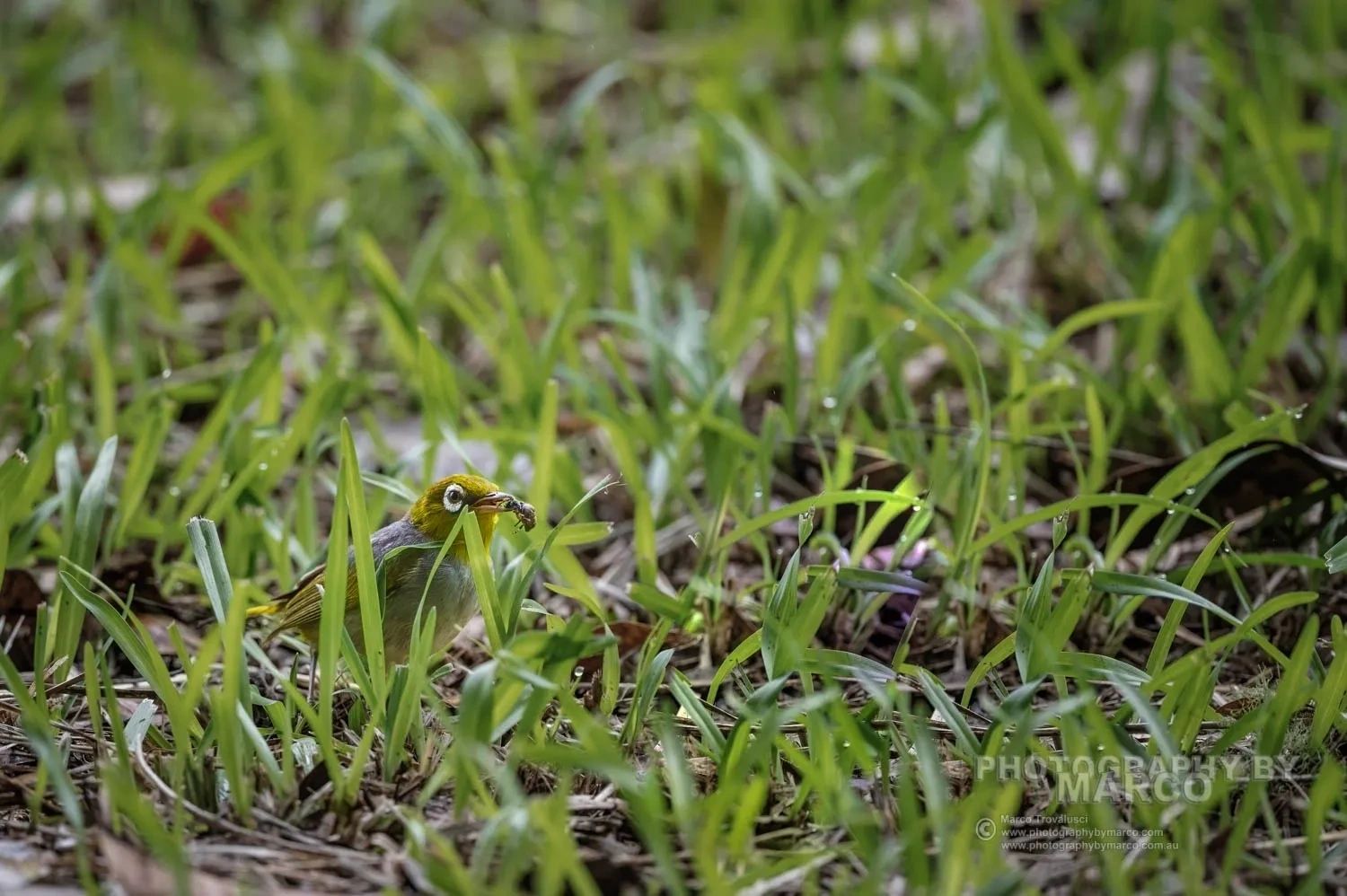 Silver Eye, with plump insect in its beak,  hunting the short grass beside beside Yungaburra Creek.
