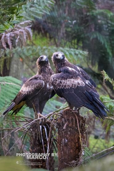 Two wedge-tailed Eagles perched on the same tree-fern stump facing each other