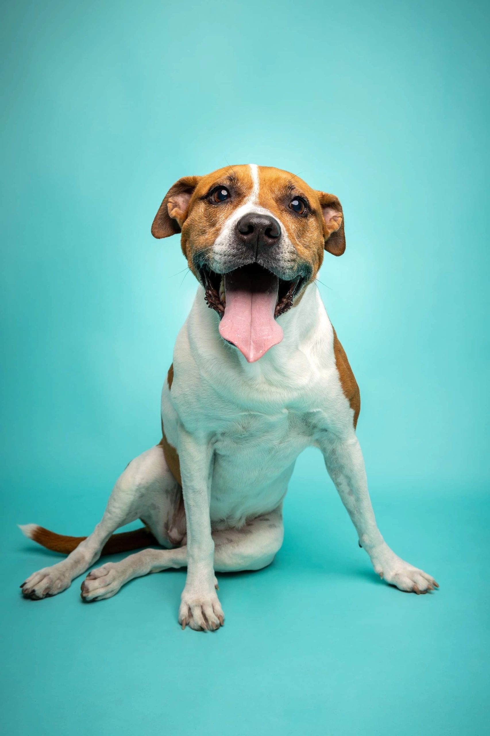 Discount paw pals pet services Outlet Black Friday