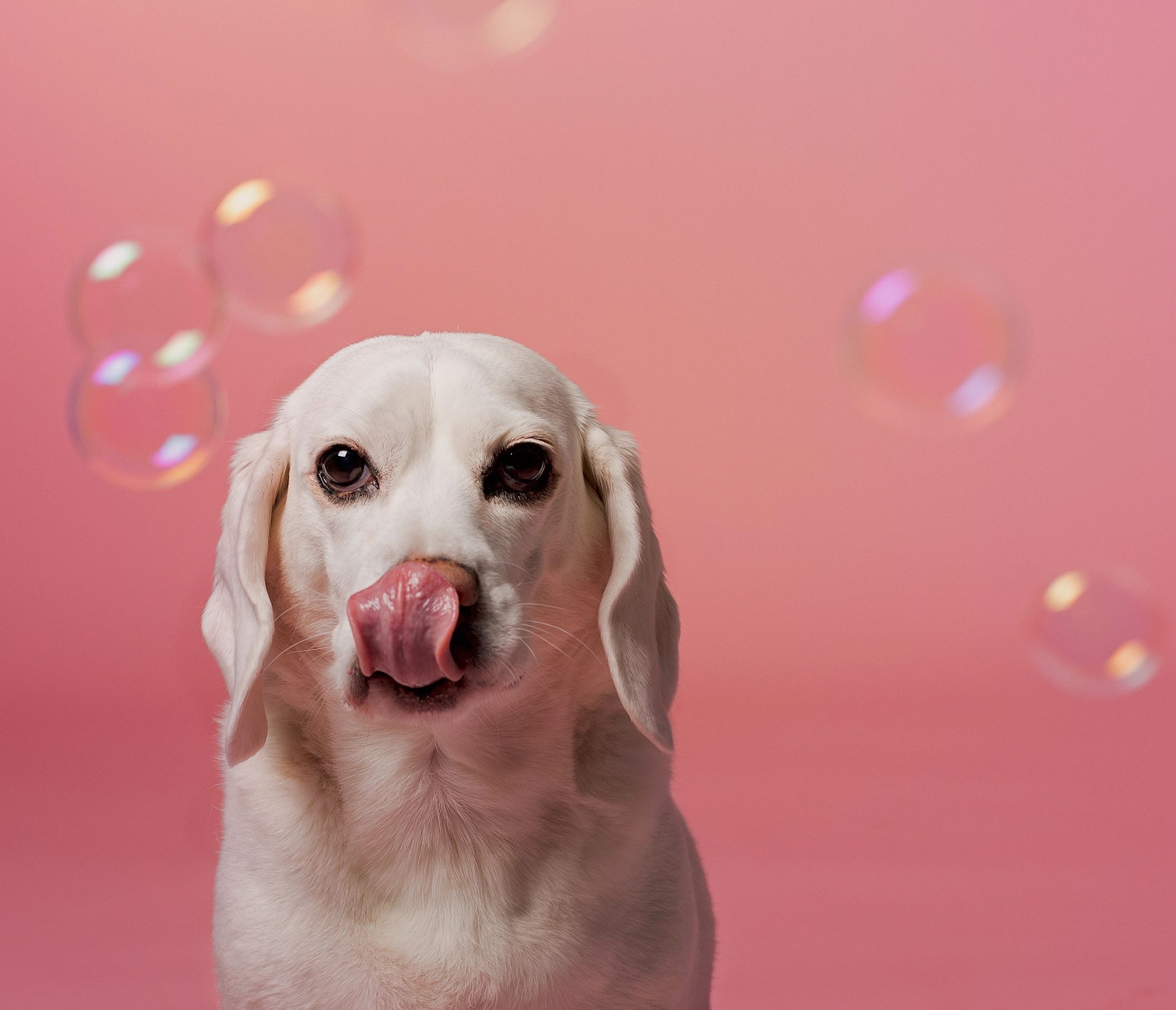 A white dog licking its nose with bubbles floating against a pink background.