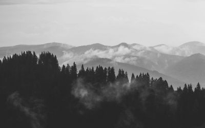 Foggy mountain landscape with pine trees.