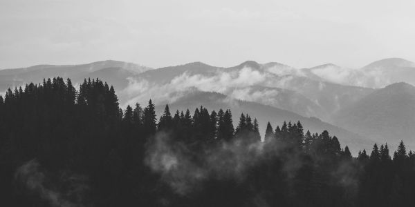 Foggy mountains with dense pine forest in black and white.