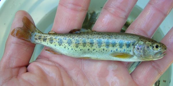 Environmental monitoring, fish salvage