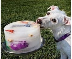 Dog licking treat
