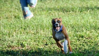 Dog Running