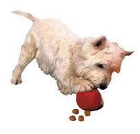 Puppy playing with toy