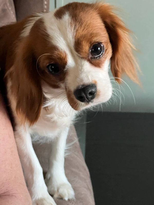 Molly is a King Charles cavalier. She loves everybody and major people dog. She will make a great mo