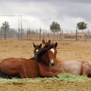 Two horses resting closely together in a fenced field.