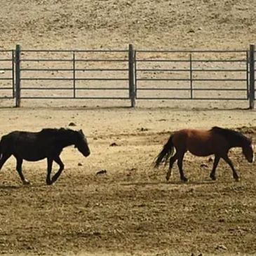 Two horses walking in a fenced dry paddock.