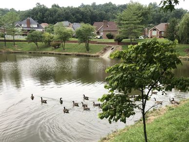 Geese in a neighborhood lake, pond, Louisville, Lexington, Kentucky, KY