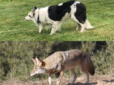 Goose control dog stalking a goose compared to a coyote stalking. 