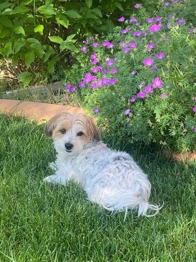 Small fluffy dog lying on grass near purple flowers.