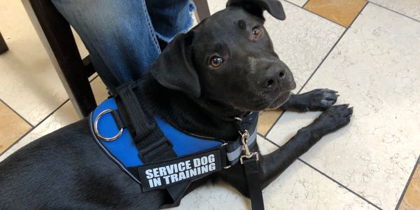 Black service dog in training lying on tiled floor.