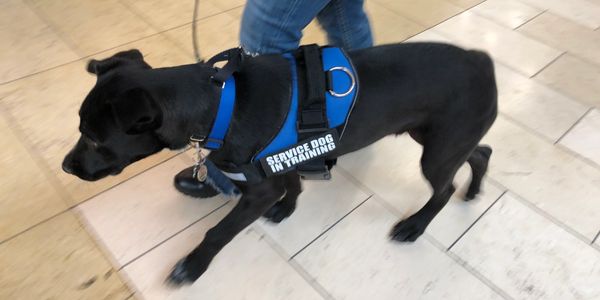 Black service dog in training walking indoors.