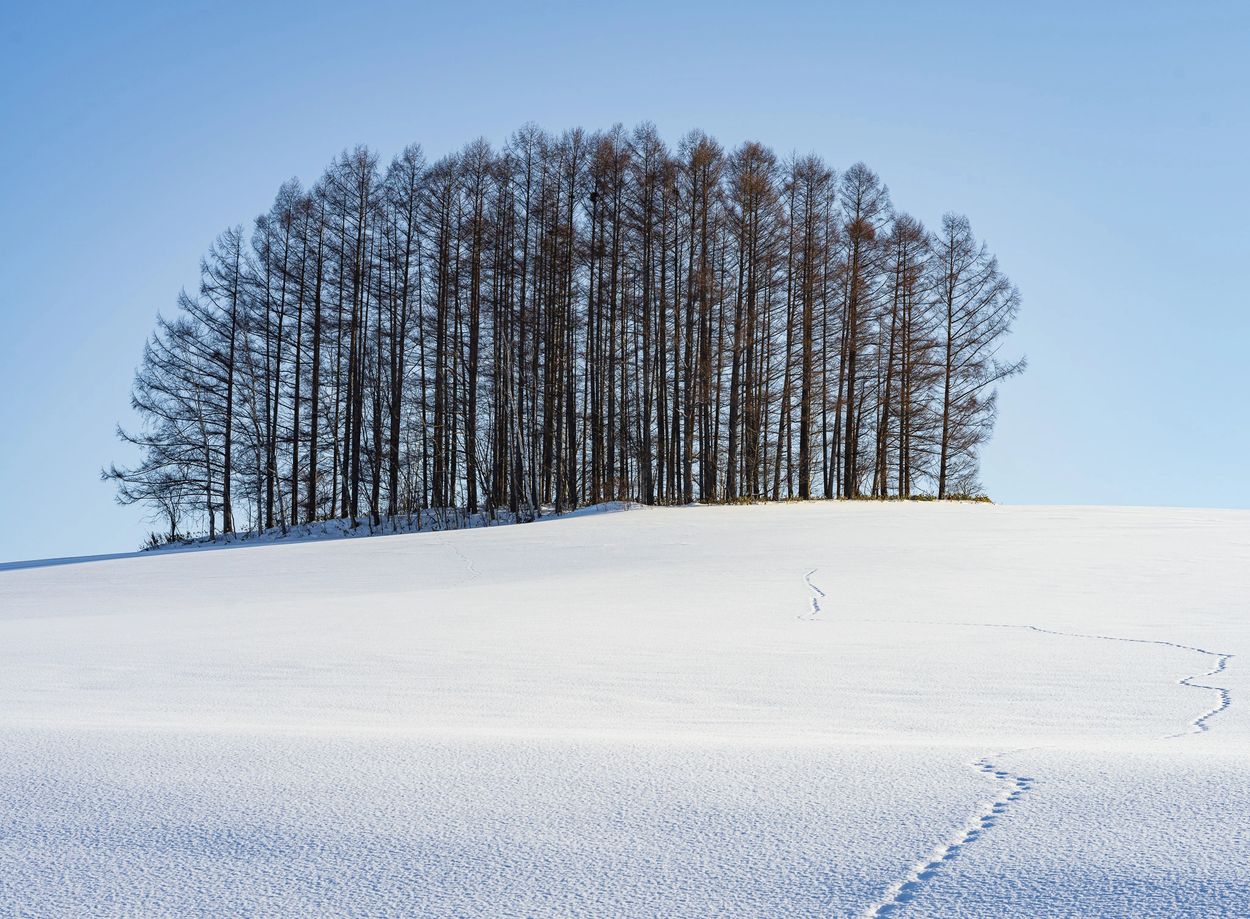 Bosque of larch trees on hilltop near Biei, Hokkaido, Japan.