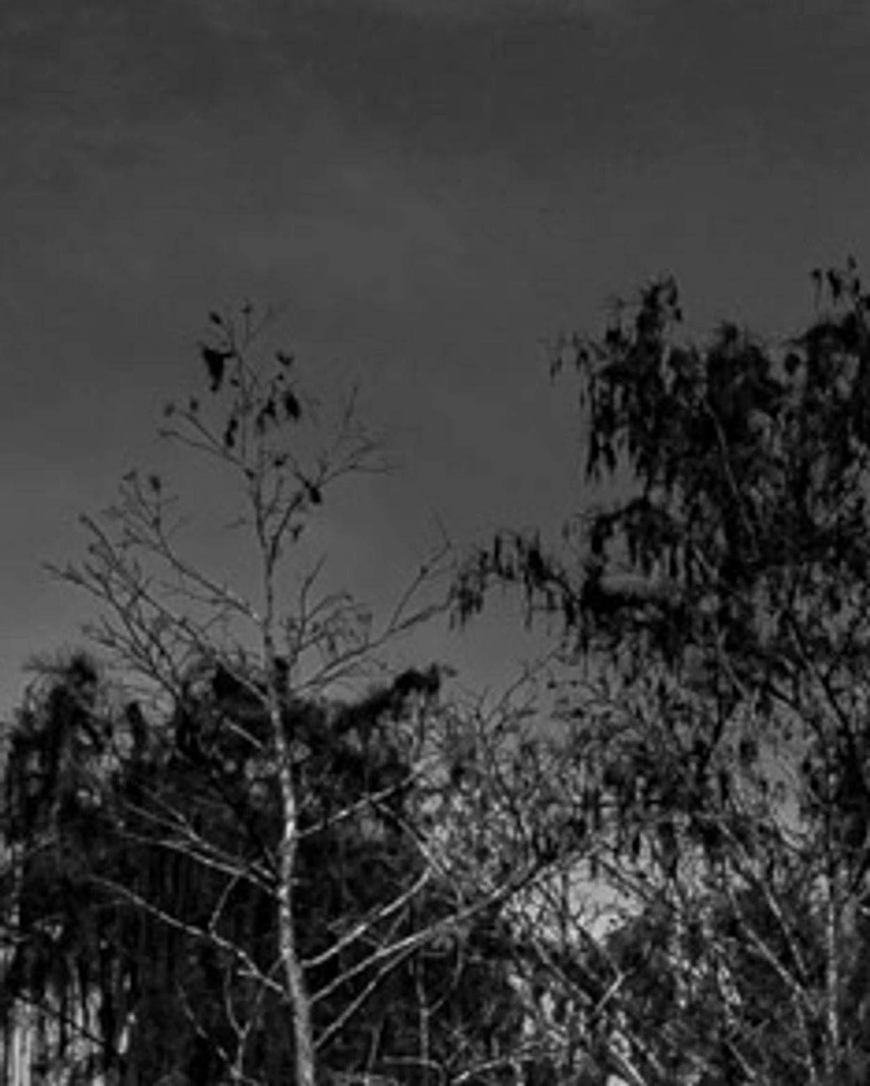 Black and white conversion of the boardwalk at Corkscrew Sanctuary and the Pond Cypress forest.