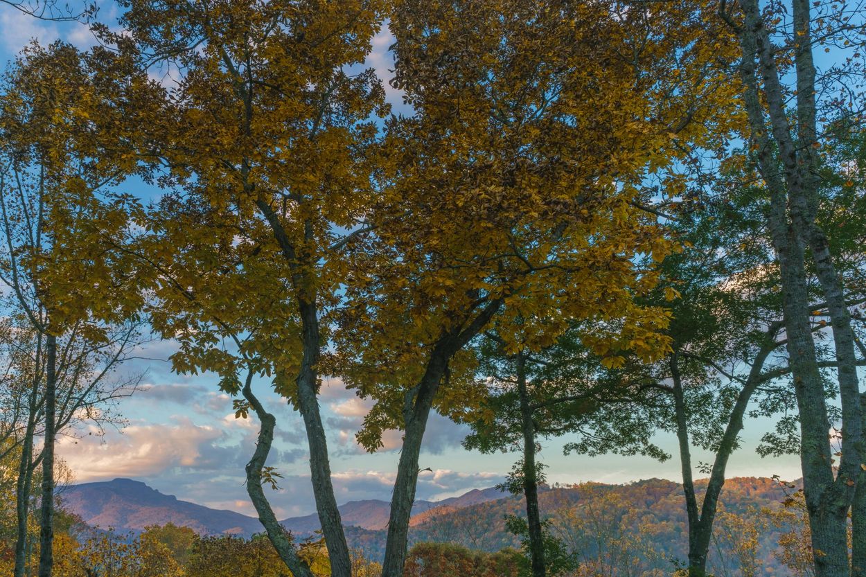 Autumn view of Grandfather Mountain from our Holly House with a touch of flash to lighten the trees.