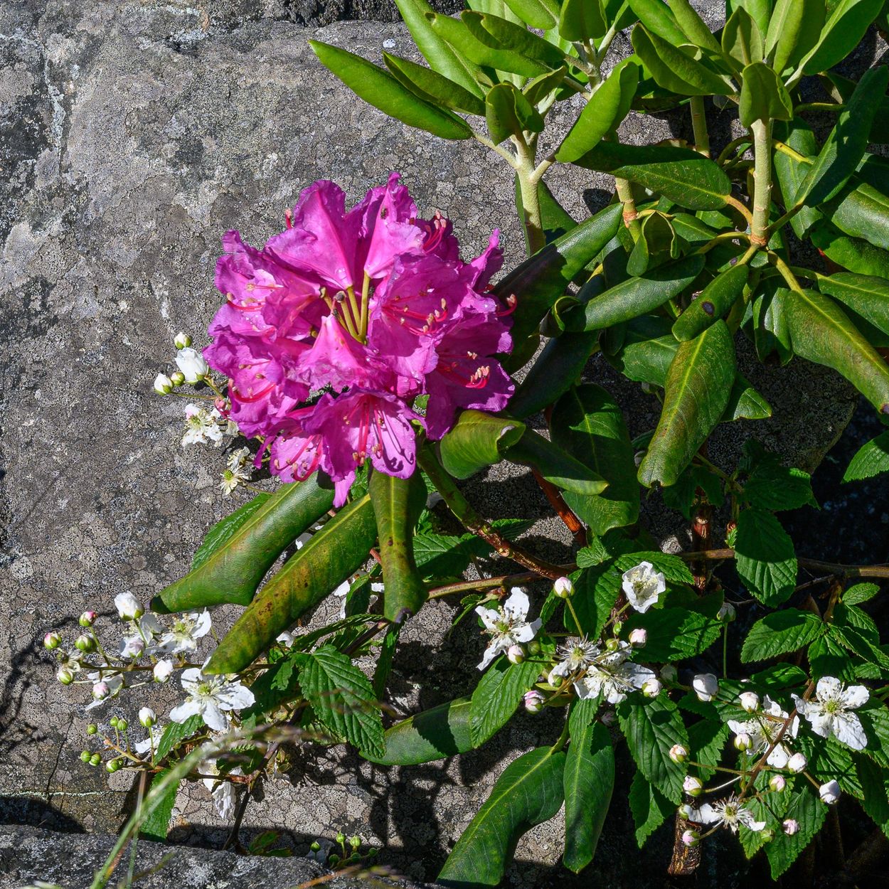 Rhododendron and Moutain Laurel on Roan Mountain Bald, North Carolina/Tennessee Border.