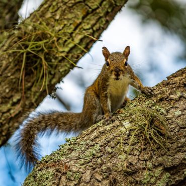 Florida squirrel.