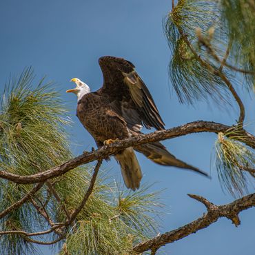 Young eagle making his presence known.