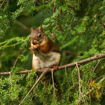 North Carolina squirrel.