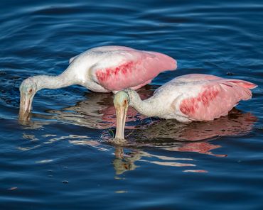 Roseate spoonbills feeding by feel.