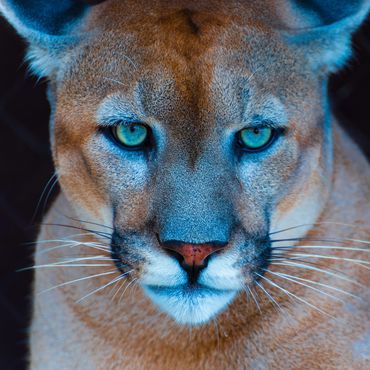 Florida panther.