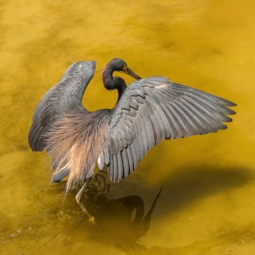 Tri-color heron fishing.