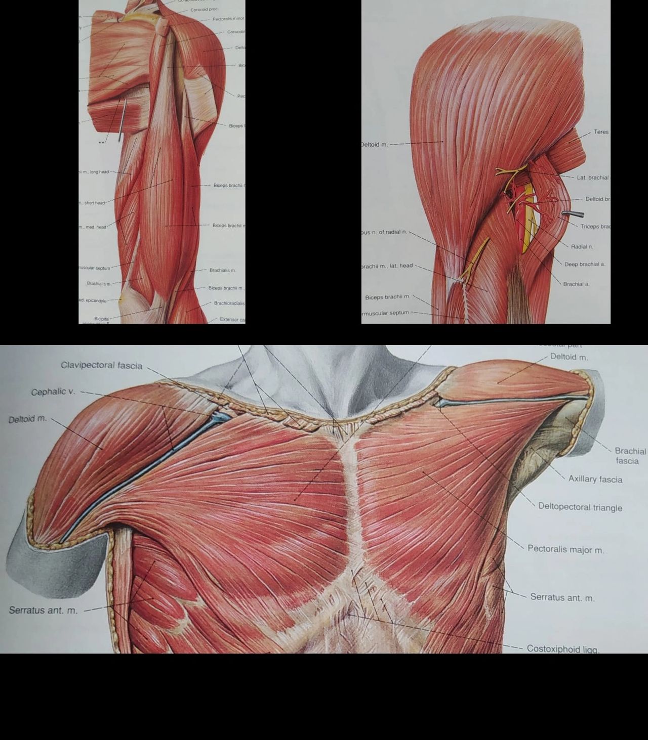 Biceps Brachii (top left), Deltoid (top right), Pectoralis Major (bottom) - Sobotta Atlas of Human Anatomy