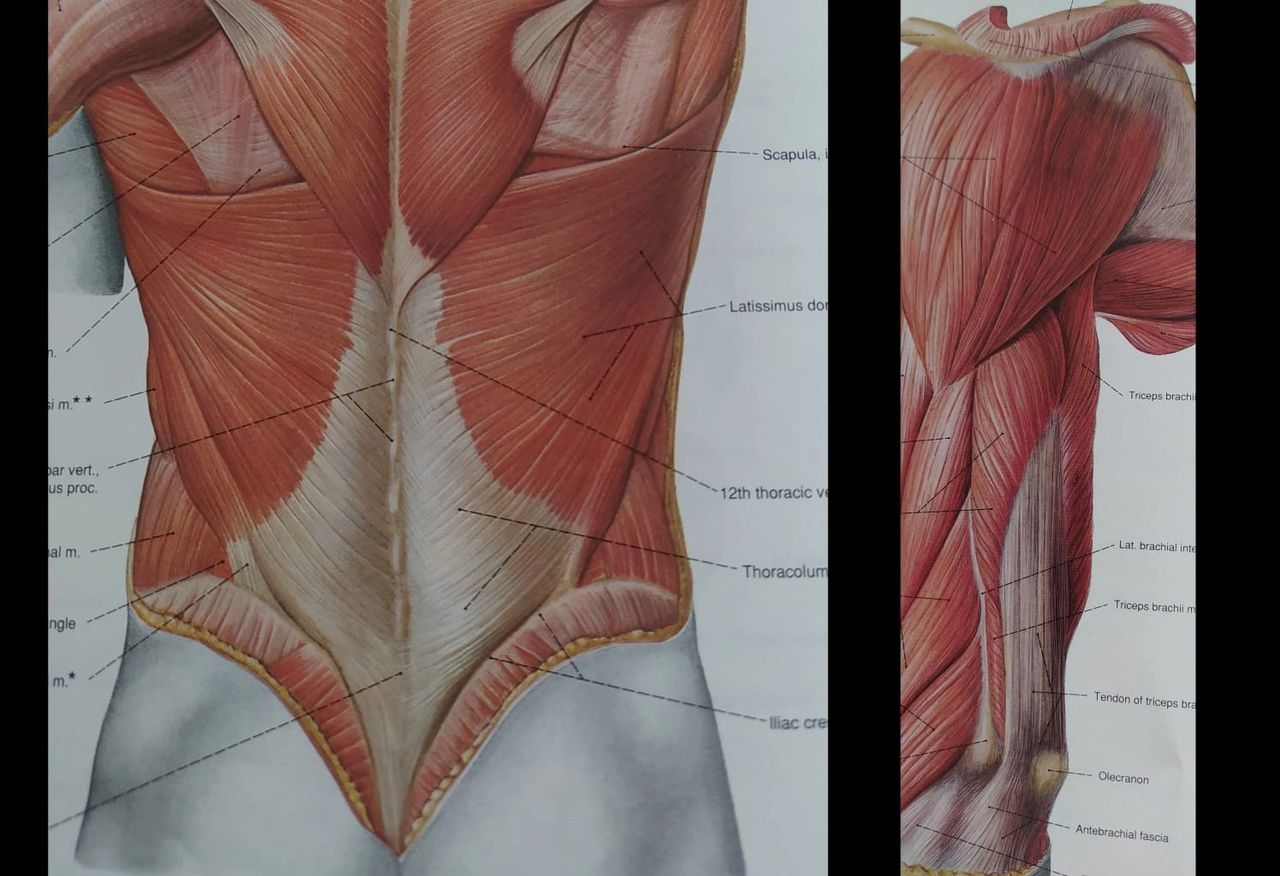 Latissimus Dorsi (left), Triceps (right) - Sobotta Atlas of Human Anatomy
