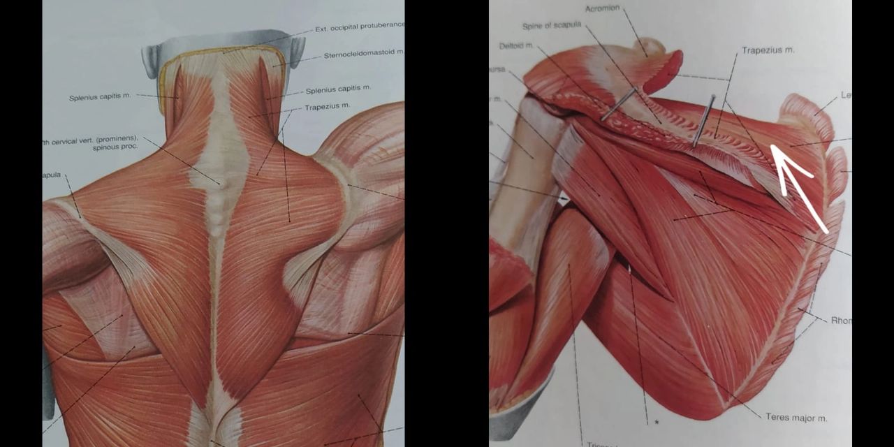 Trapezius (left), Supraspinatus marked with arrow (right) - Sobotta Atlas of Human Anatomy