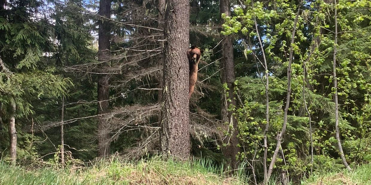 Black bear climbing a tree on the side of a forest service road. 
