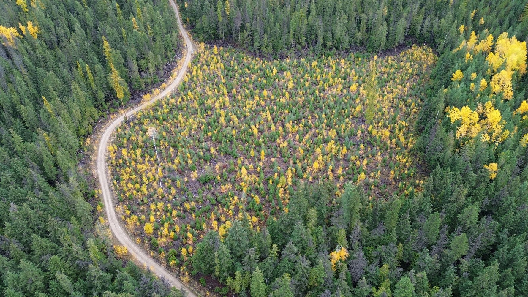 Drone photo of a forestry cut block in the monashees with golden larches. 