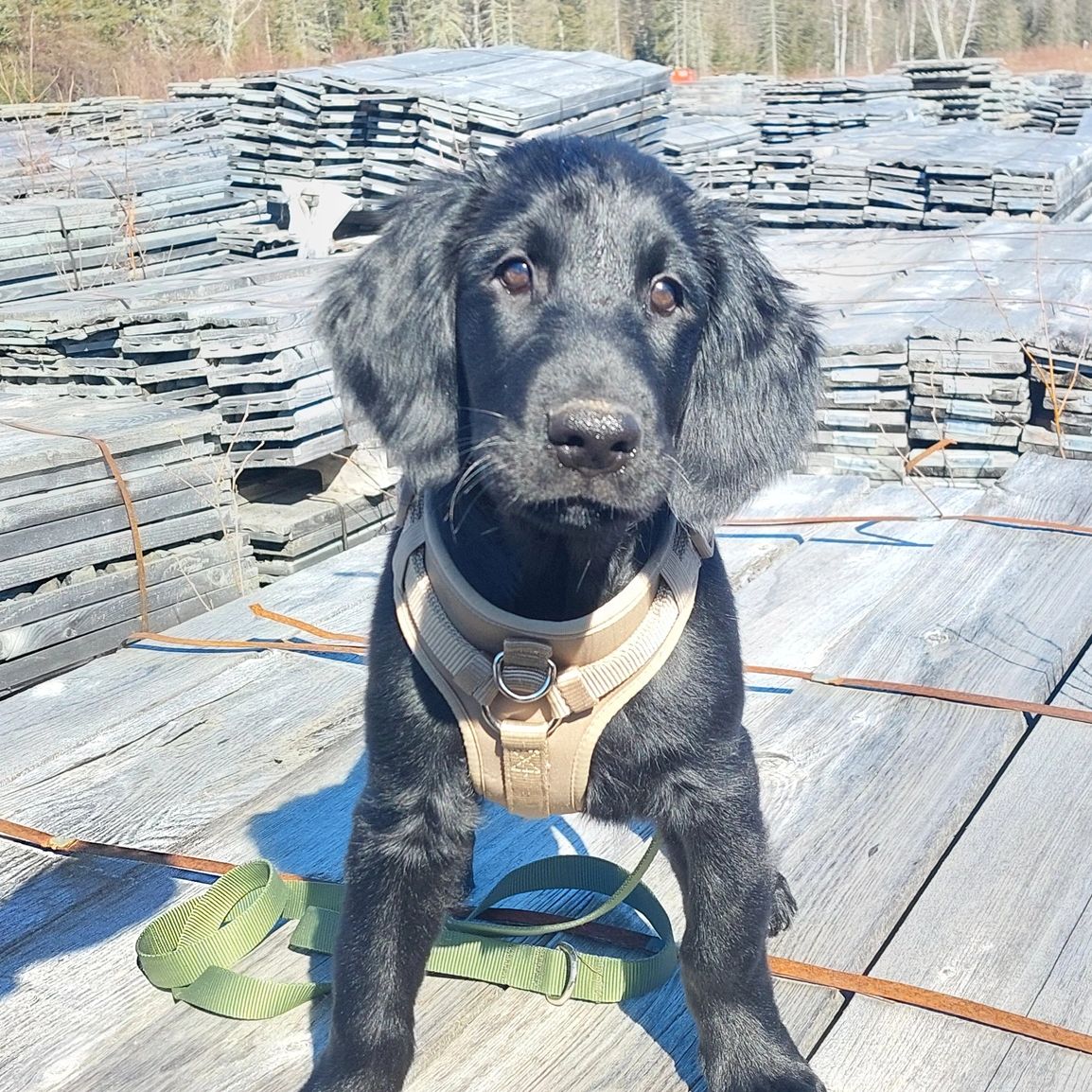 A black puppy wearing a beige harness sits on stacked wooden planks outside.