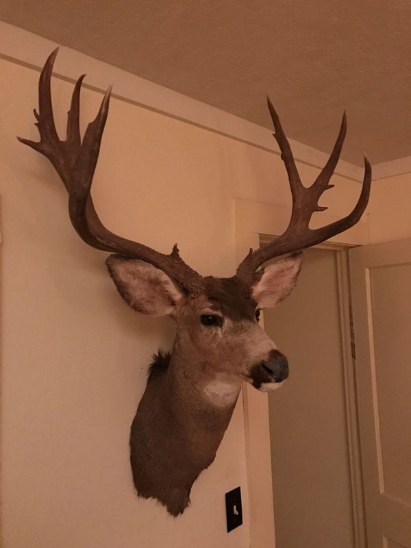 Taxidermy Deer. Get your hunting rights back.