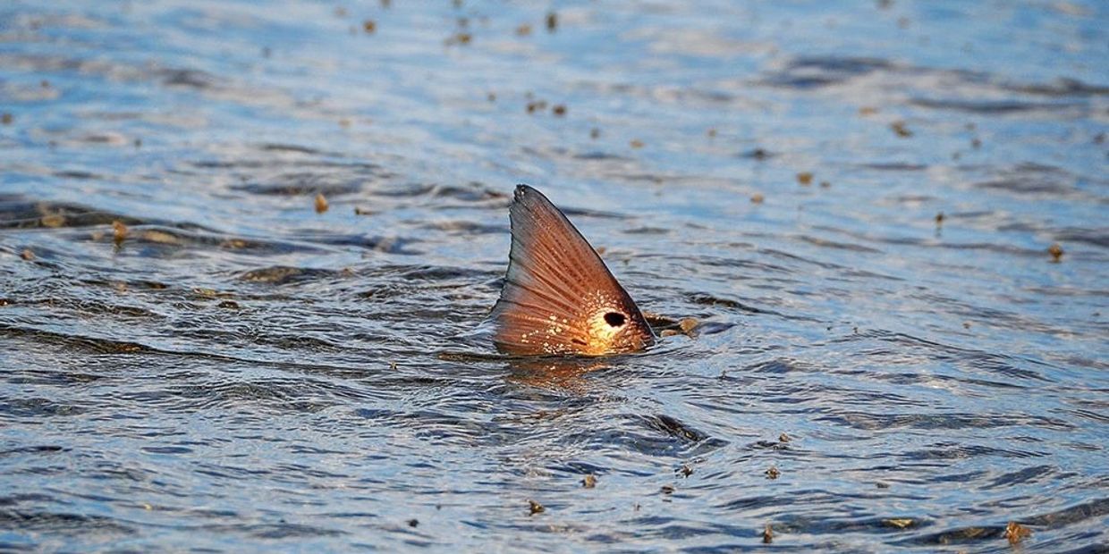 Flats fishing for tailing redfish during a flood tide