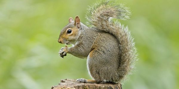 When wildlife gets too close for comfort the safest option is to have it dealt with by professionals