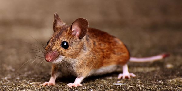 We use humane methods to remove wildlife, clean up the mess left behind and repair work. 