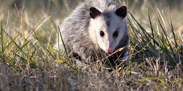 Wildlife Removal and Pest Control in London, ON. 
