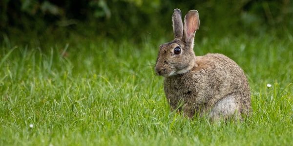 Wildlife Removal and Pest Control in London, ON. Humane, professional, informative staff. 